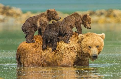 bear ka photo|pictures of bears and their mothers.